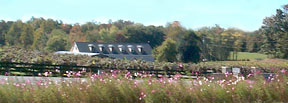 View of Gray Ghost Winery through  flowers planted in median on Route 211 in Amissville